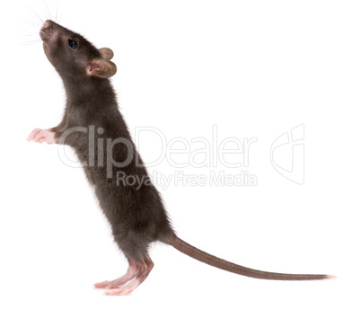 rat