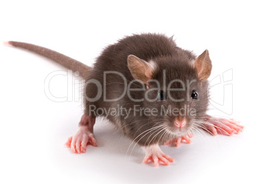 rat