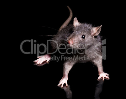 rat