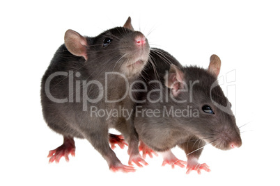 two rats