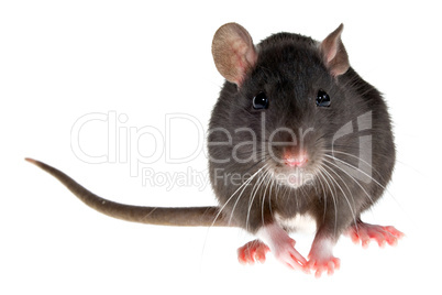 rat