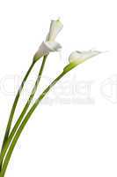 three calla lilies