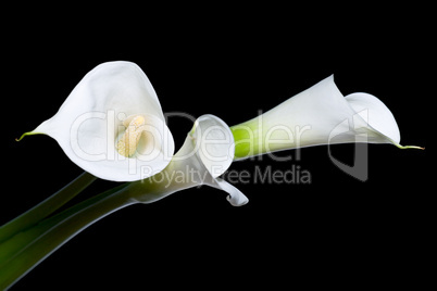 three calla lilies