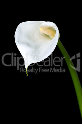 calla lily