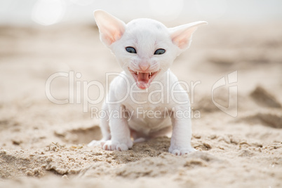 white kitten