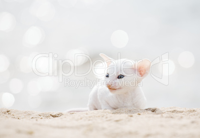 white smiling cat