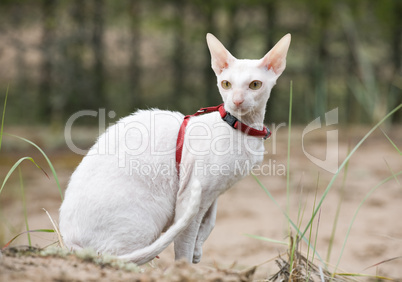 white cornish rex cat