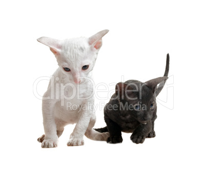 white and black cornish rex kittens