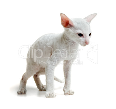 little cornish rex