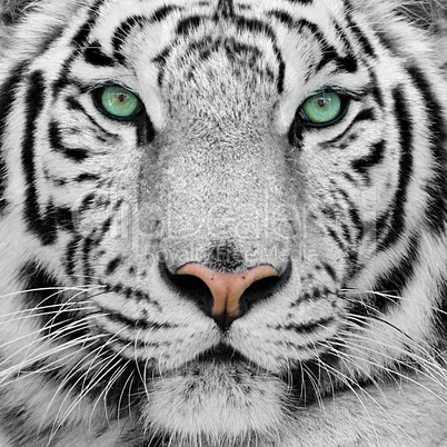 white tiger