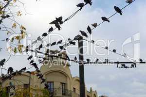 pigeons on wires