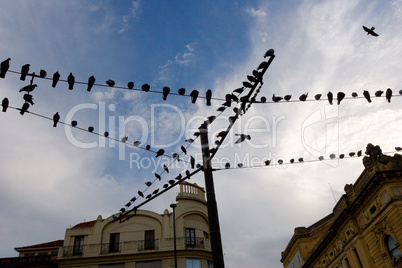 pigeon mail