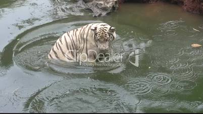 The Bengala White Tiger in A Pond