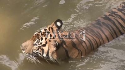 Sumatran Tiger in A Pond