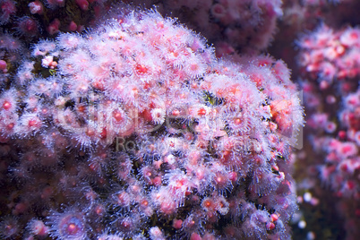 sea pink flowers