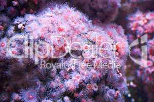 sea pink flowers