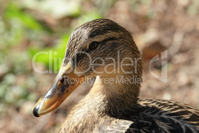 Stockente (Anas platyrhynchos)