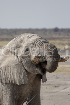 Trinkender Elefant