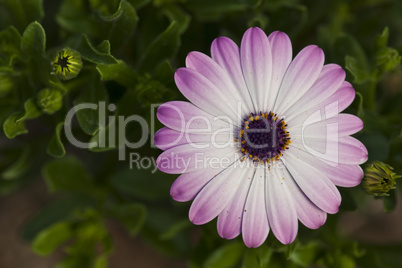 Purple Flowers in Tuscany