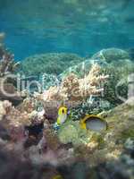Underwater Scene of Great Barrier Reef