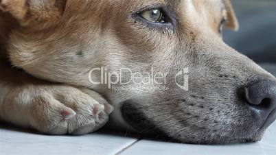macro shot of a resting dog