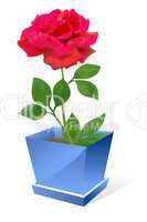 Red rose flower in pot