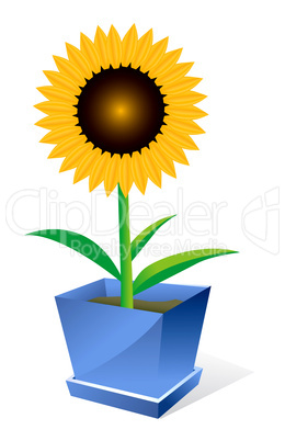 Sunflower spot concept