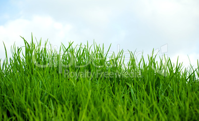 Grass and sky