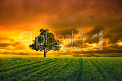 tree in field and orange sky
