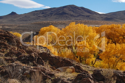 golden cottonwoods #3