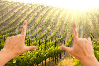 Hands Framing Beautiful Lush Grape Vineyard