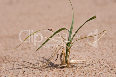 grass , sand and ladybug