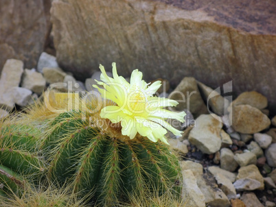 Gelbe Kakten blüte