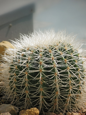 Junger Kaktus