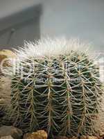 Junger Kaktus