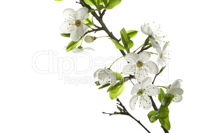 Apple-tree flowers