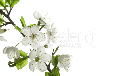 Apple-tree flowers