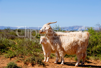 Adult Angora goat with lamb