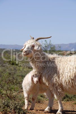 Adult Angora with lamb.
