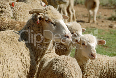 Flock of sheep