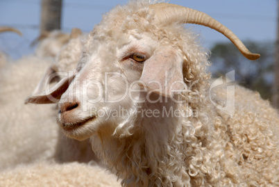 Adult Angora goat