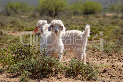 Young Angora Goats