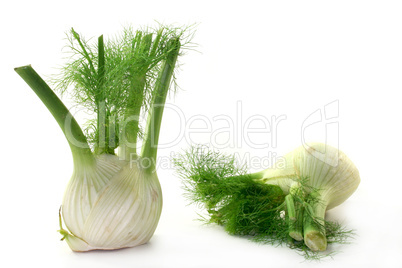 Fenchel