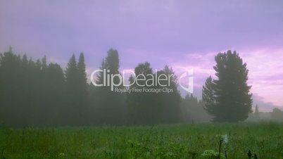 summer morning in foggy forest timelapse static and panning variants