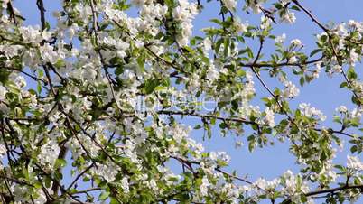 Blossom apple tree branches