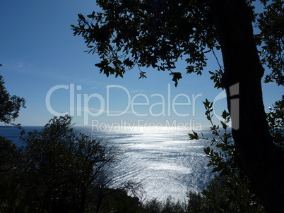 Shadow of a tree and sea