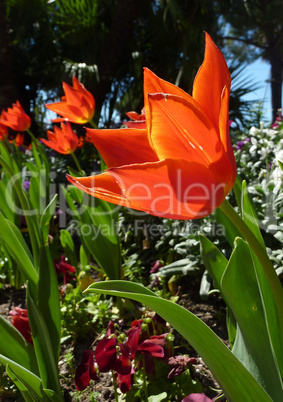 Red flower tulip