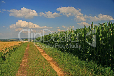 Feldweg zwischen Maisfeld und Kornfeld