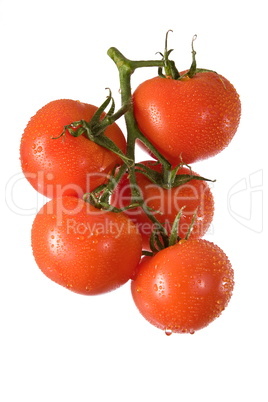 tomato