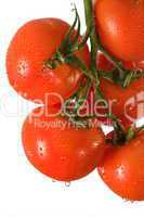 Branch with tomatoes